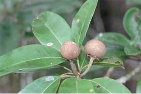 Manilkara zapota
